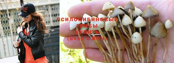 прущие грибы Балахна