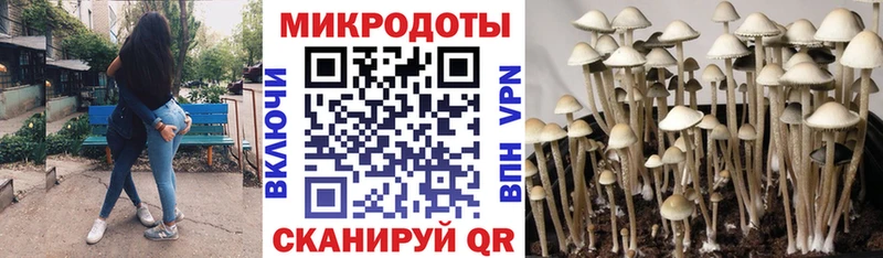 Галлюциногенные грибы Psilocybine cubensis  Белозерск 